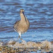 Stephen Nobbs - The Curlew Serching for Food